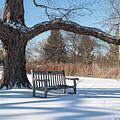 Arb - Winter Bench