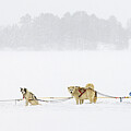 Dog Sled Team - Ely MN