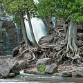GooseBerry Falls Roots